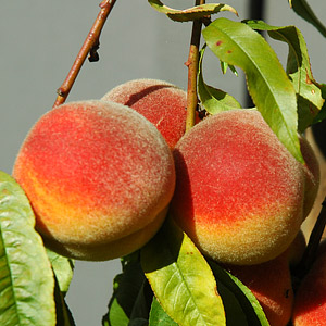 Peach & Nectarine Trees