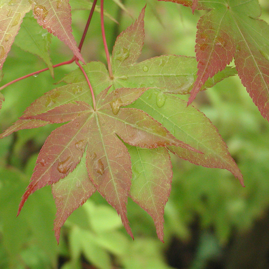 Acer palmatum 'Harvest Red'