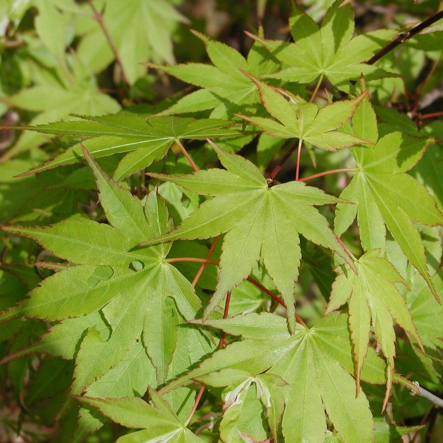 Acer palmatum 'Orido Nishiki'