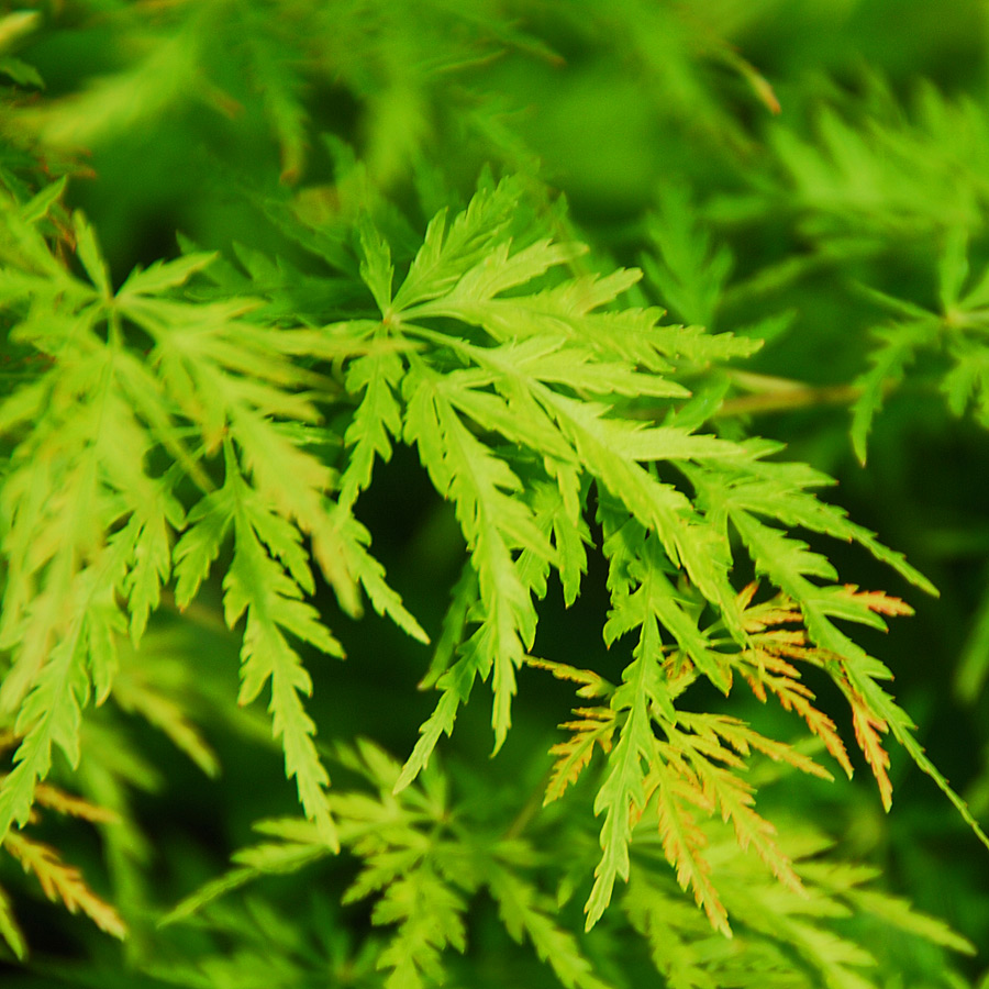 Acer palmatum 'Seiryu' 