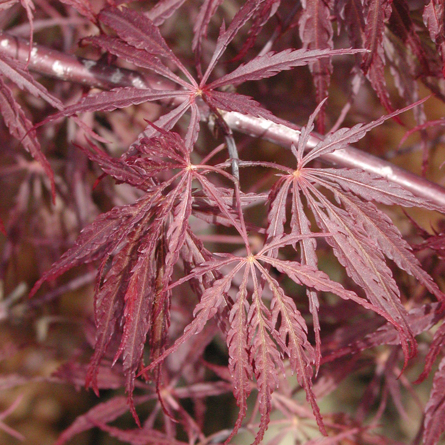Acer palmatum dissectum 'Tamukeyama'