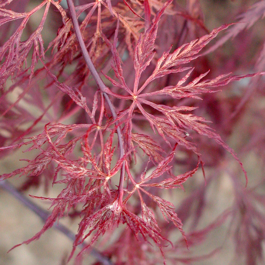 Acer palmatum dissectum Red