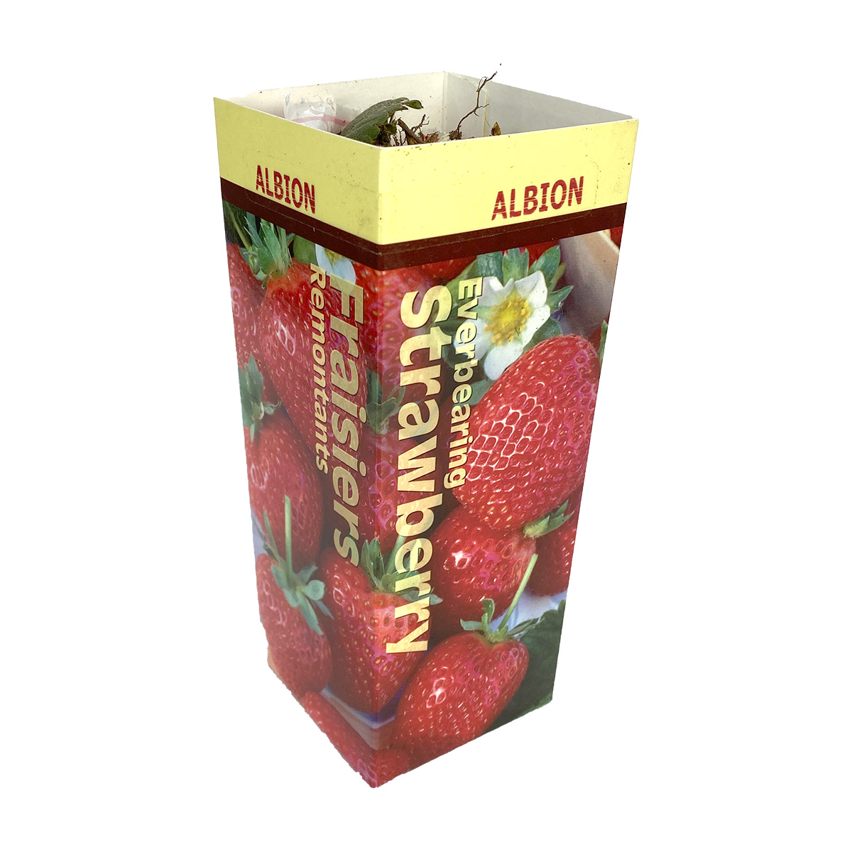 Strawberry 'Albion' Roots 10 Pack