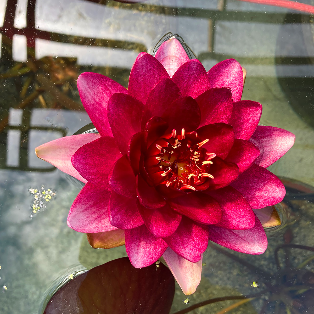 Nymphaea 'Perry's Almost Black'
