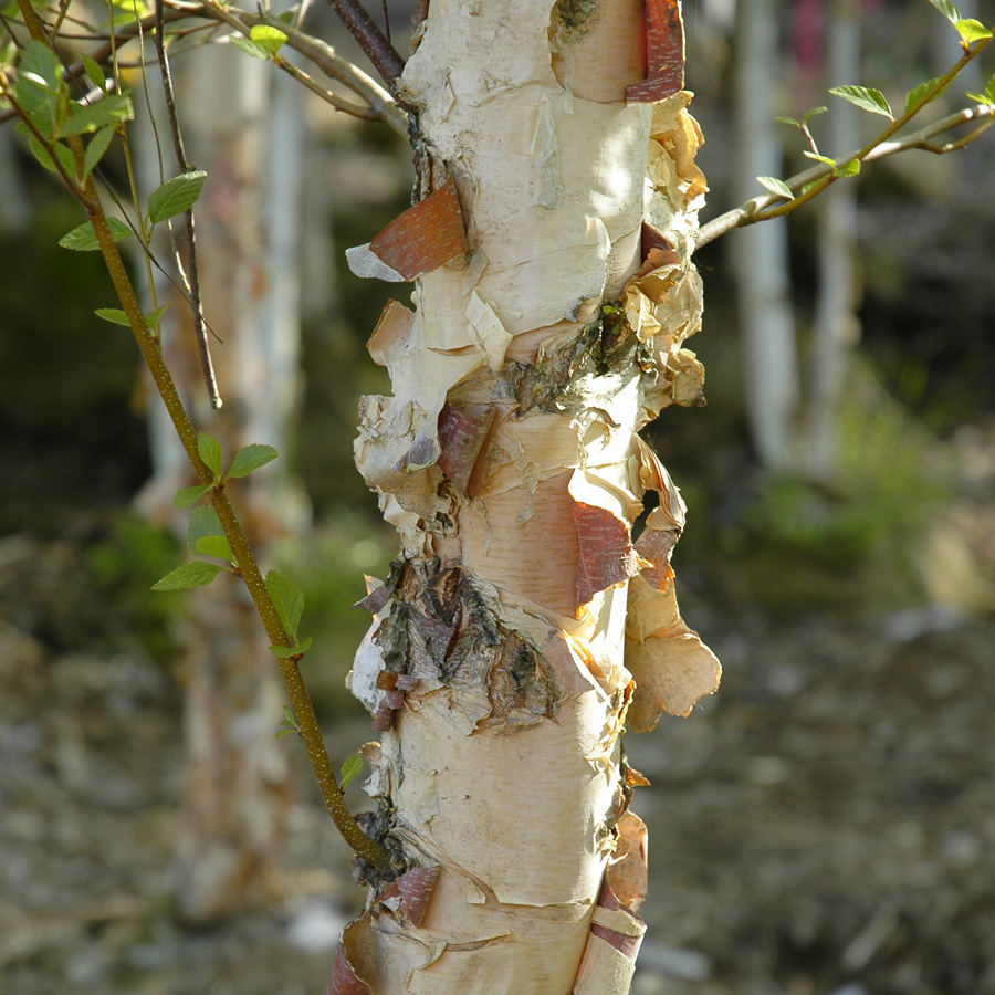 Betula nigra 'Heritage' 