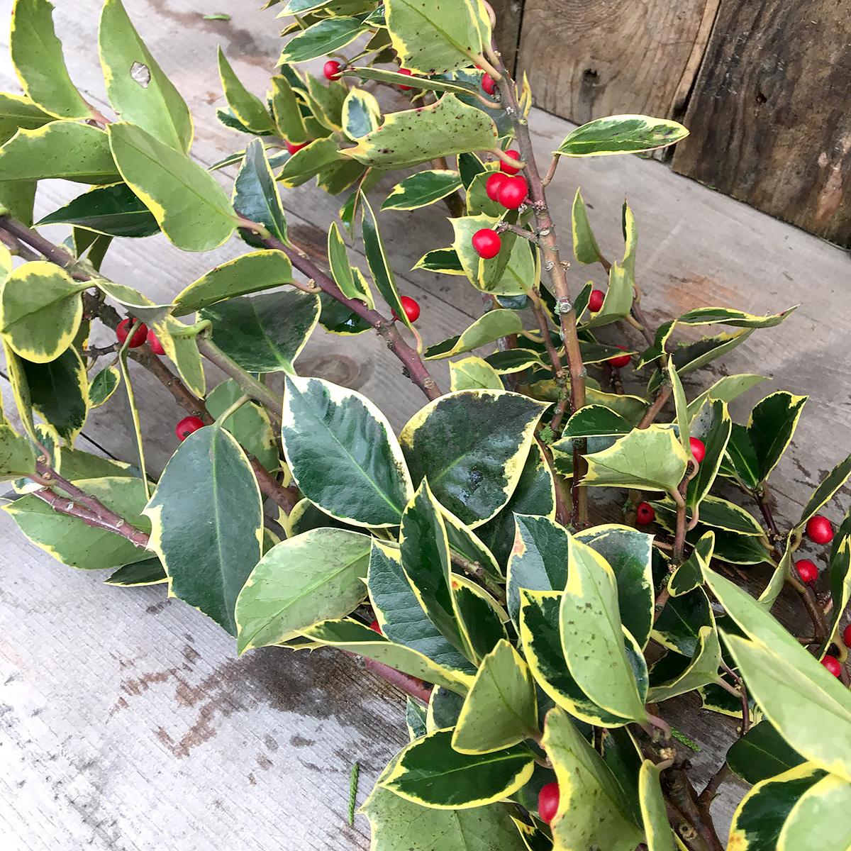 Christmas Greens- Evergreen Holly - Variegated
