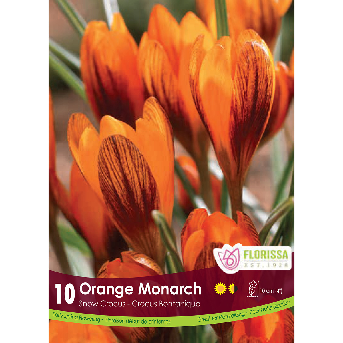 Crocus 'Orange Monarch' Bulbs 10PK
