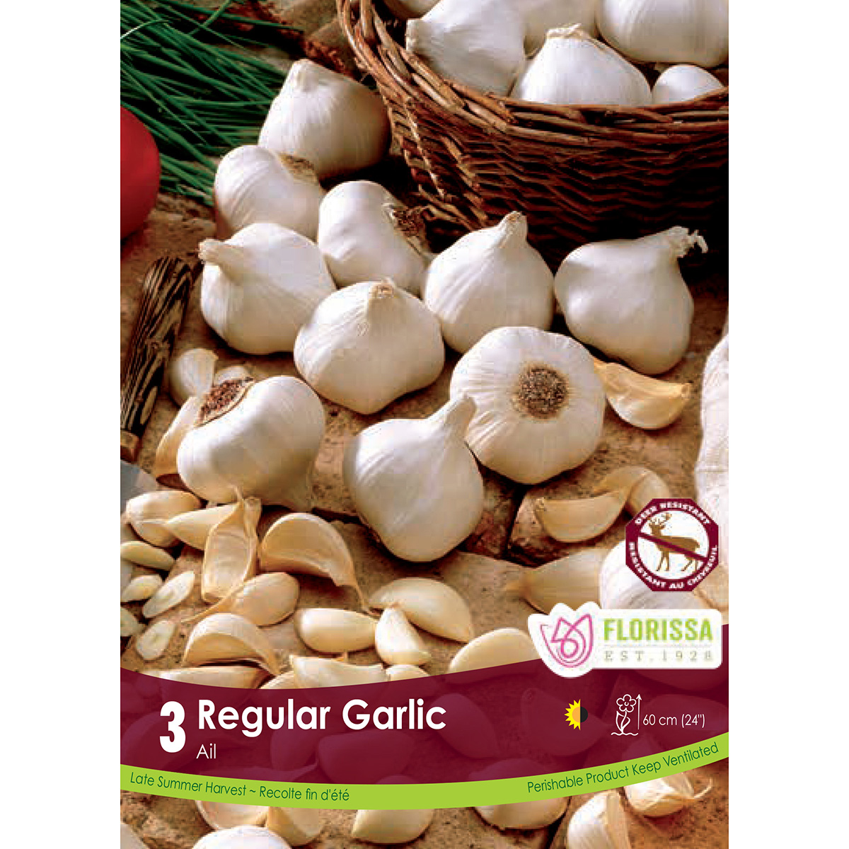 Garlic 'Regular' Bulbs 3PK