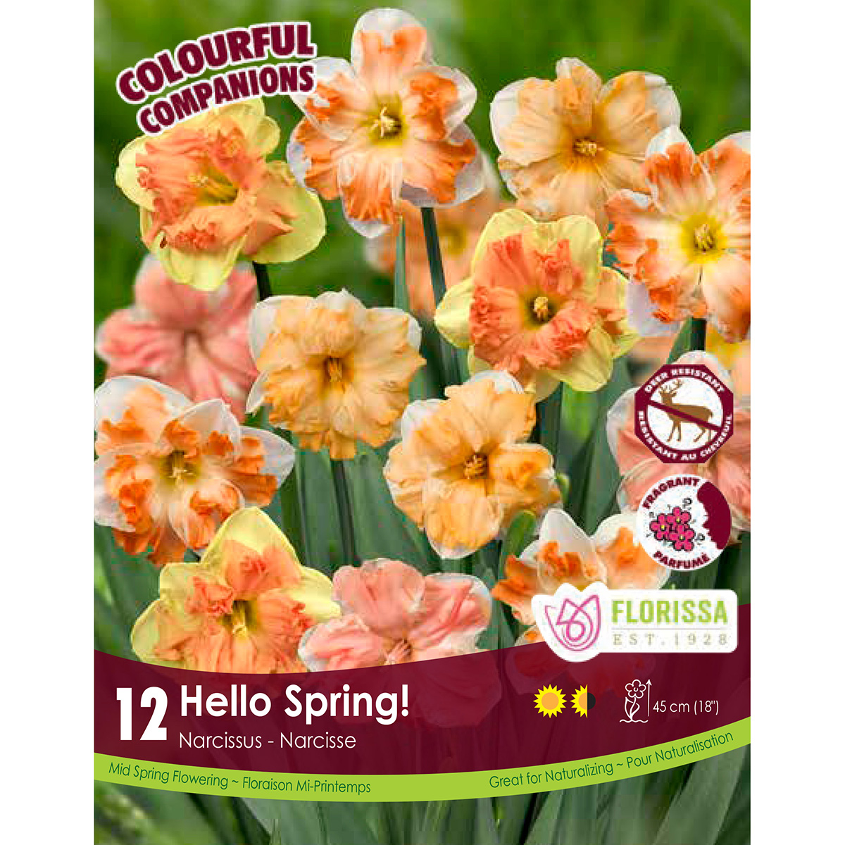 Colourful Companions Narcissus 'Hello Spring' Bulbs