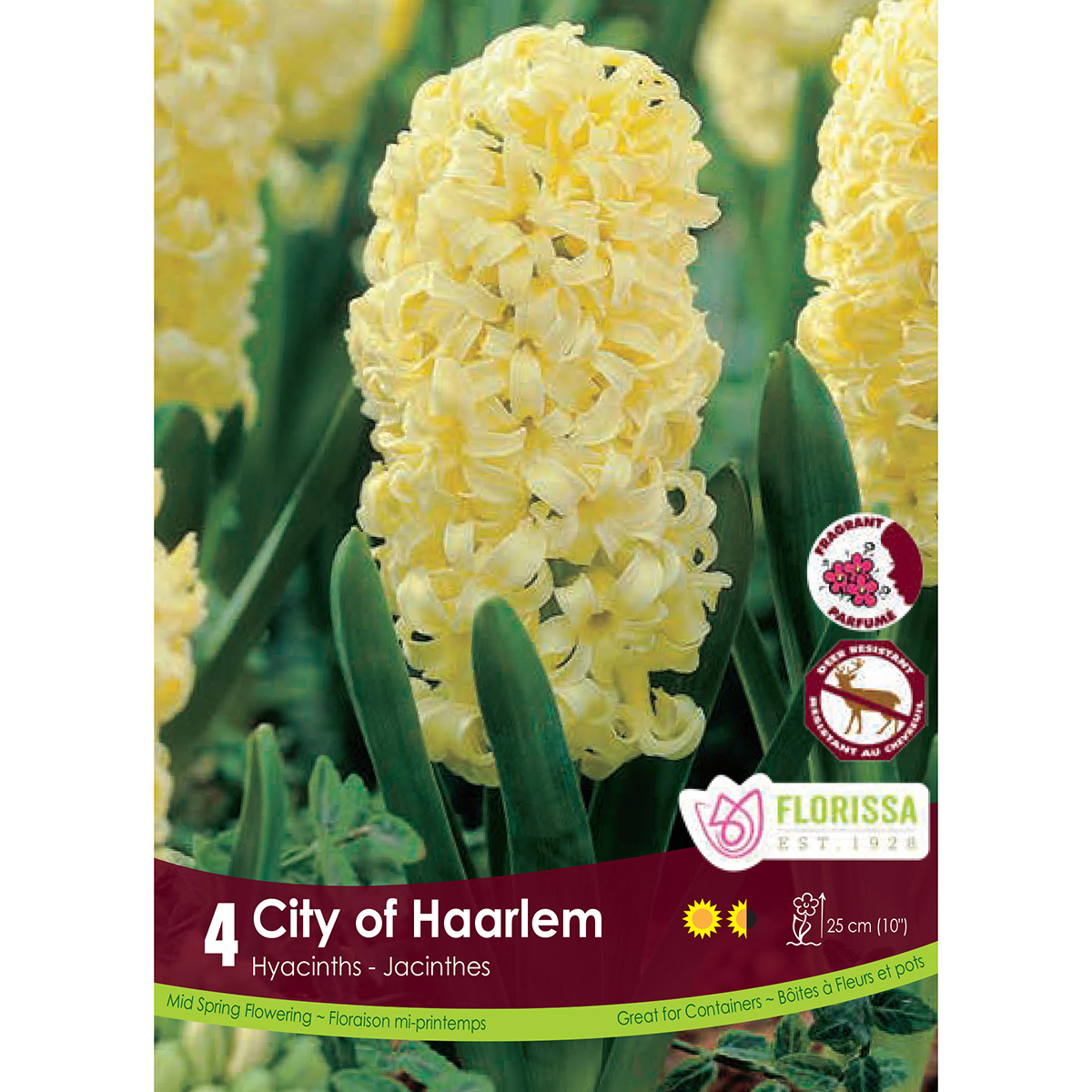 Hyacinthus 'City of Harlem' 