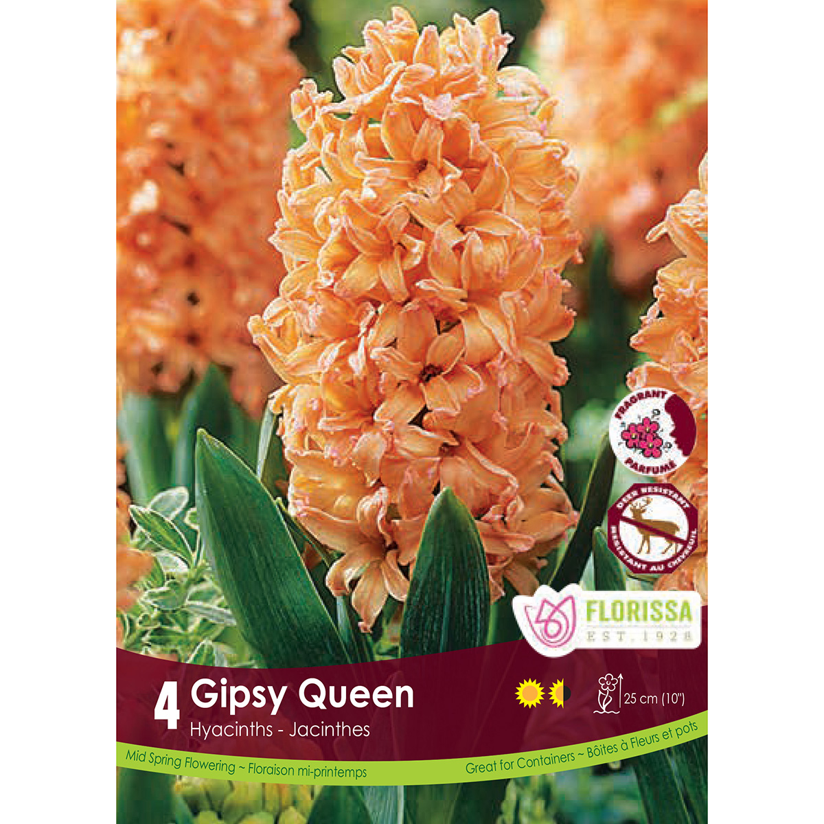 Hyacinthus 'Gipsy Queen' 4PK