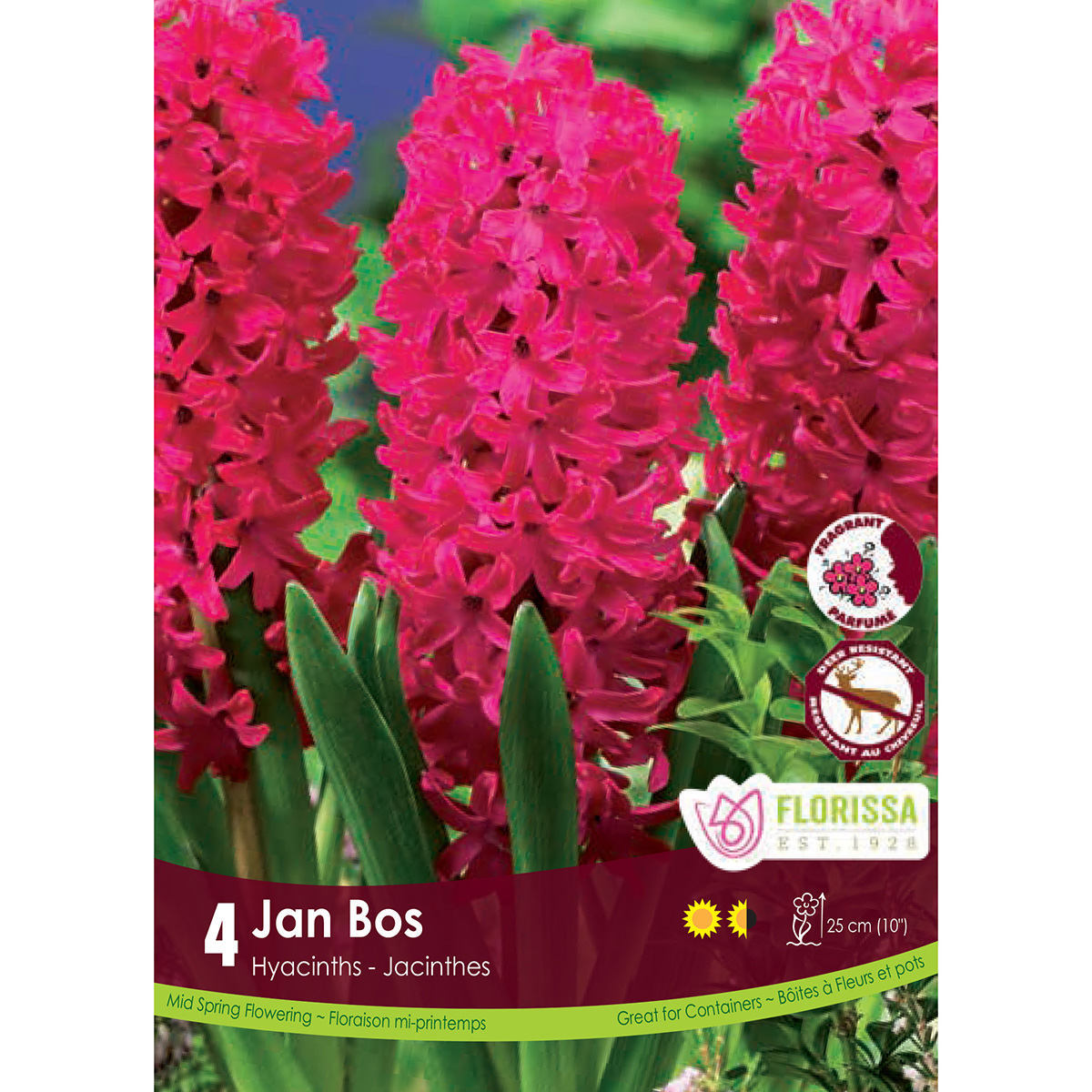 Hyacinthus 'Jan Bos' 