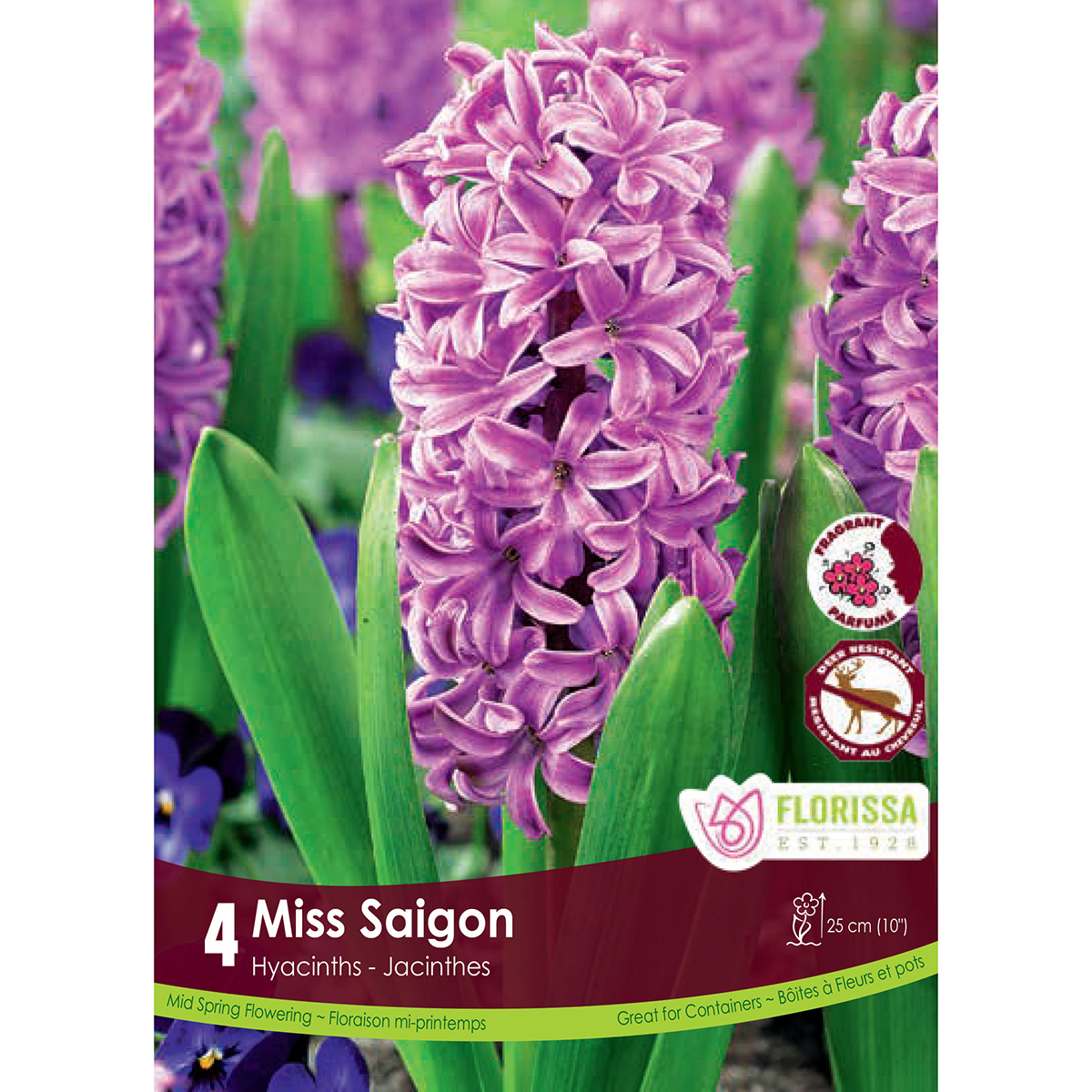 Hyacinthus 'Miss Saigon' 