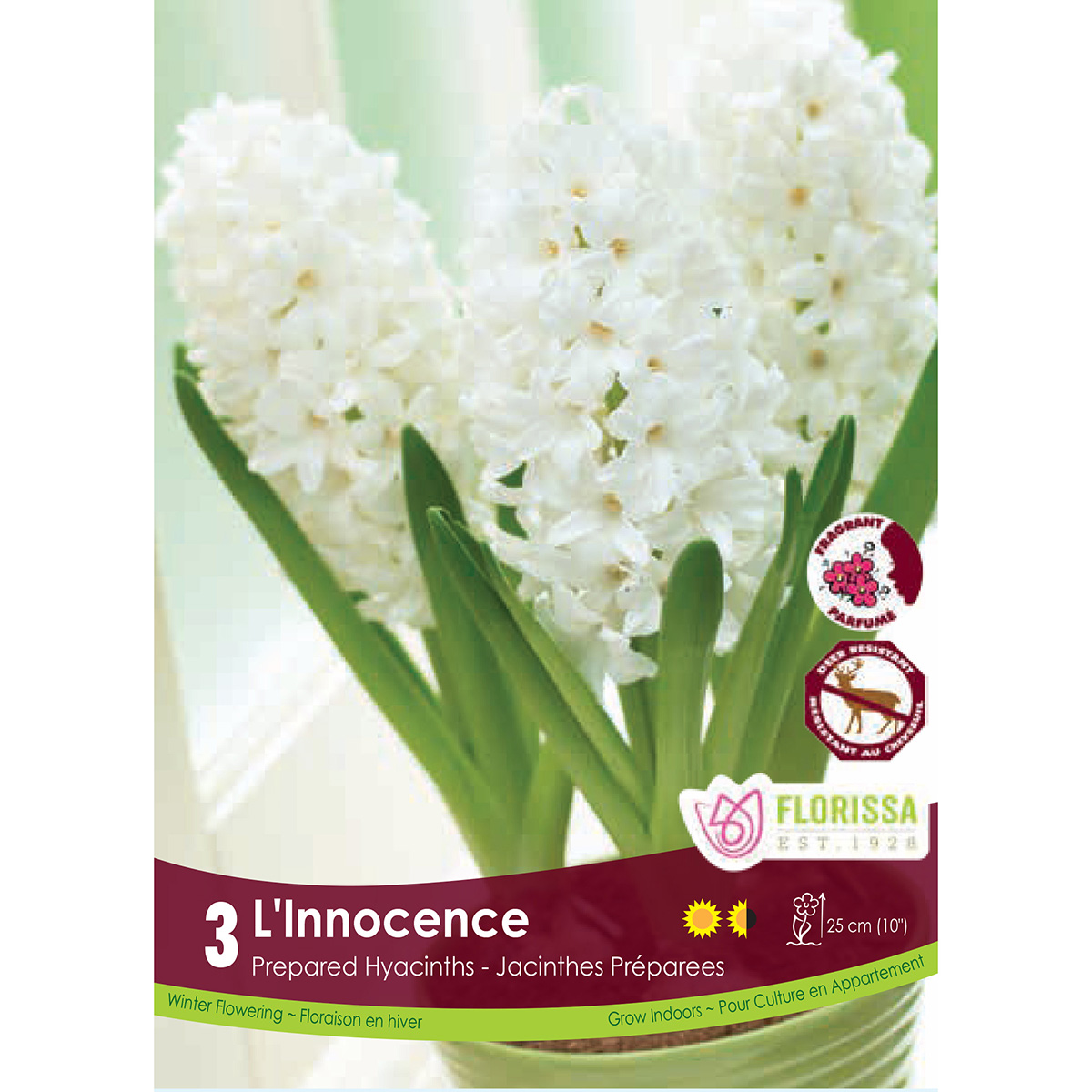 Hyacinthus 'L'Innocence' Prepared 