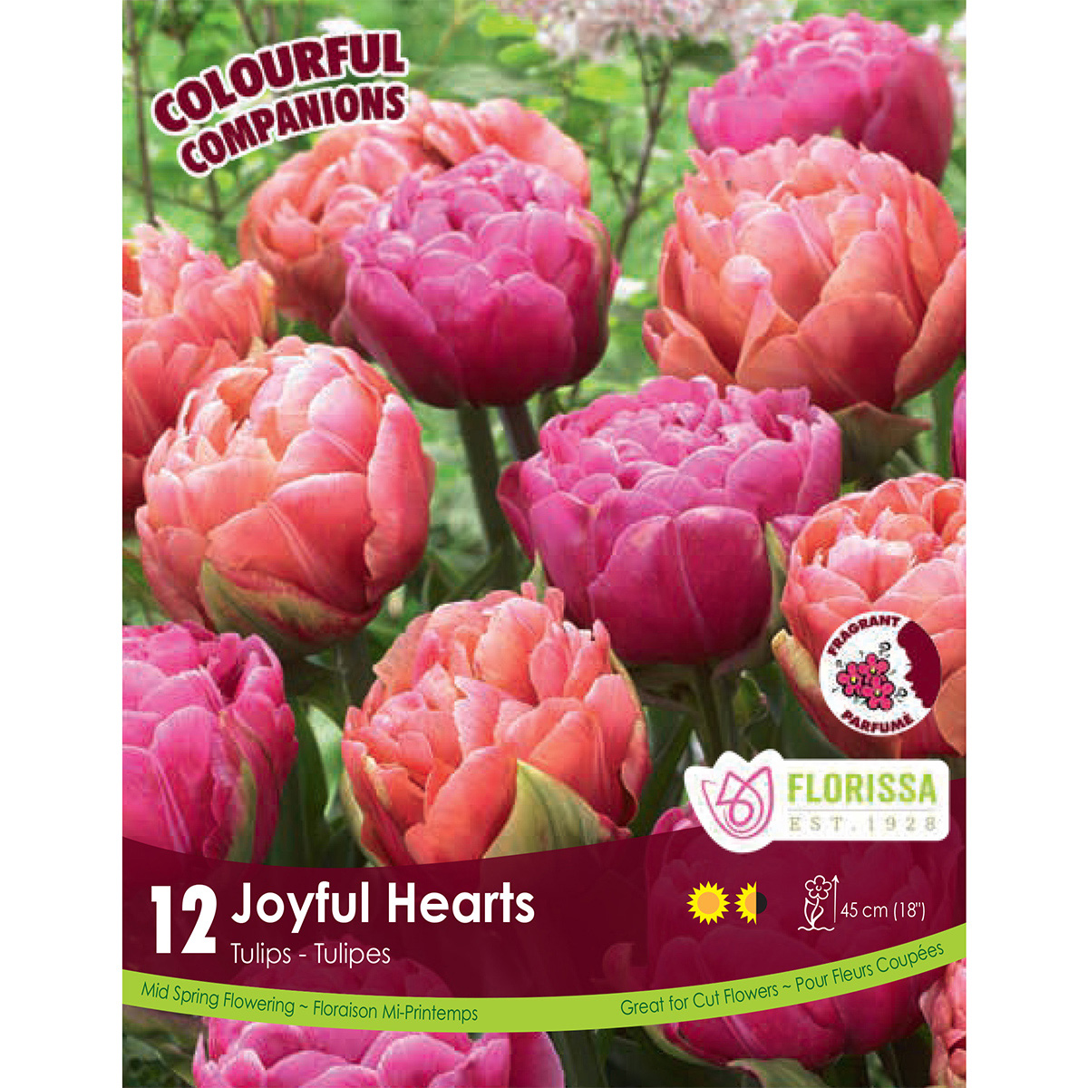 Colourful Companions Tulipa 'Joyful Dreams' Bulbs 12PK 