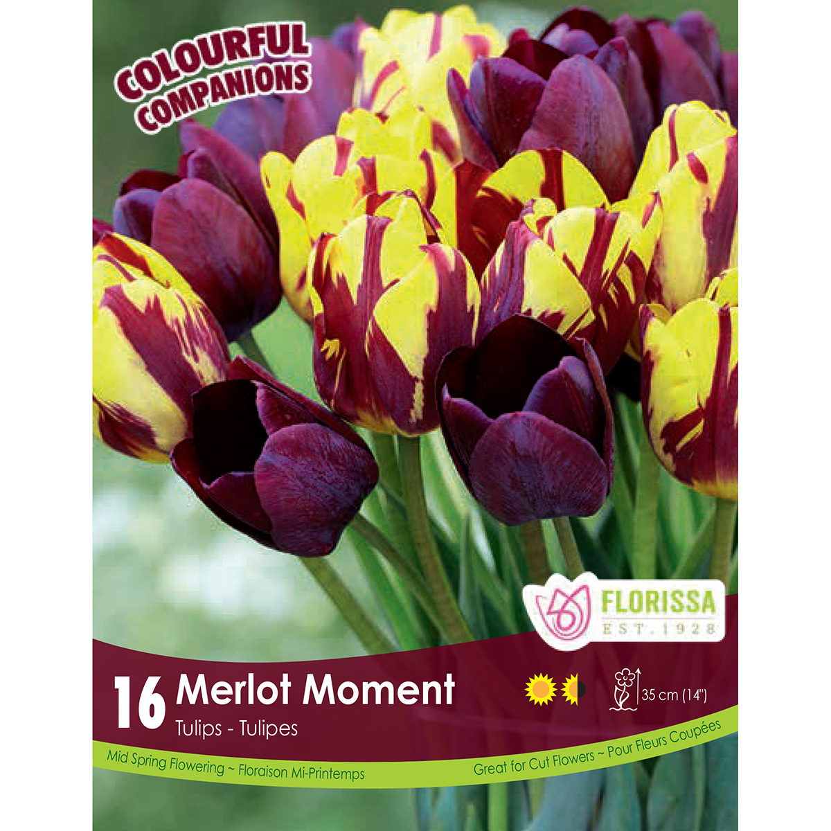 Colourful Companions Tulipa 'Merlot Moment' Bulbs