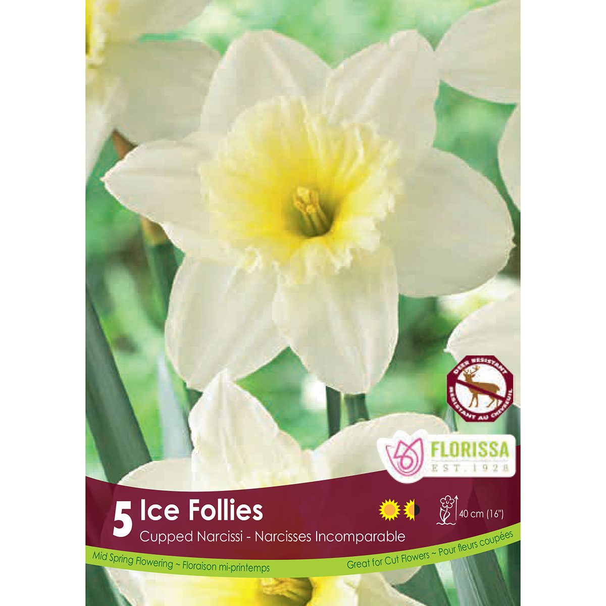 Narcissus 'Ice Follies' Bulbs 5PK