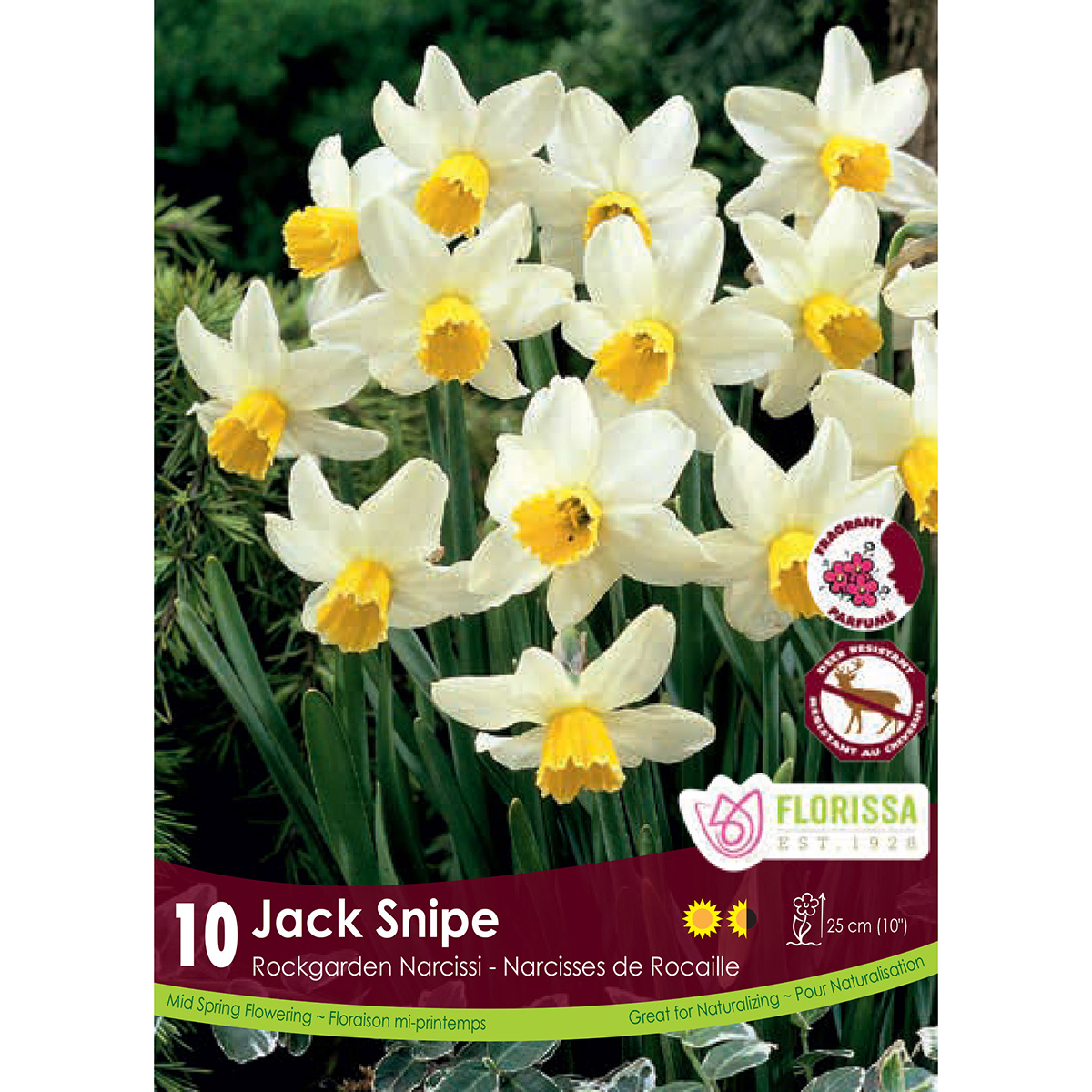 Narcissus 'Jack Snipe' Bulbs 10PK