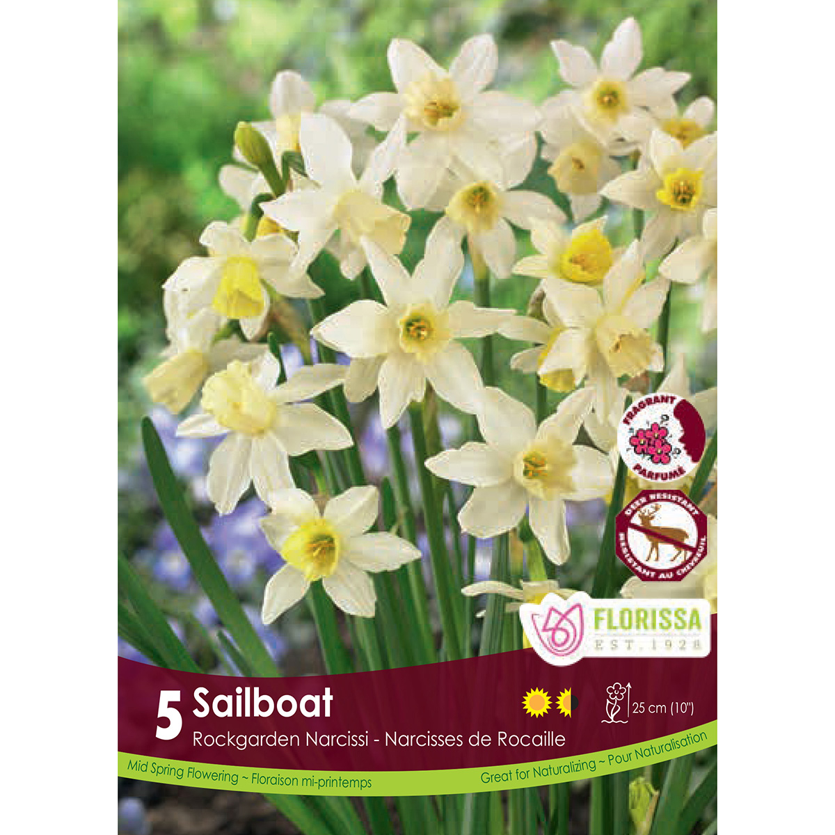 Narcissus 'Sailboat' Bulbs 5PK