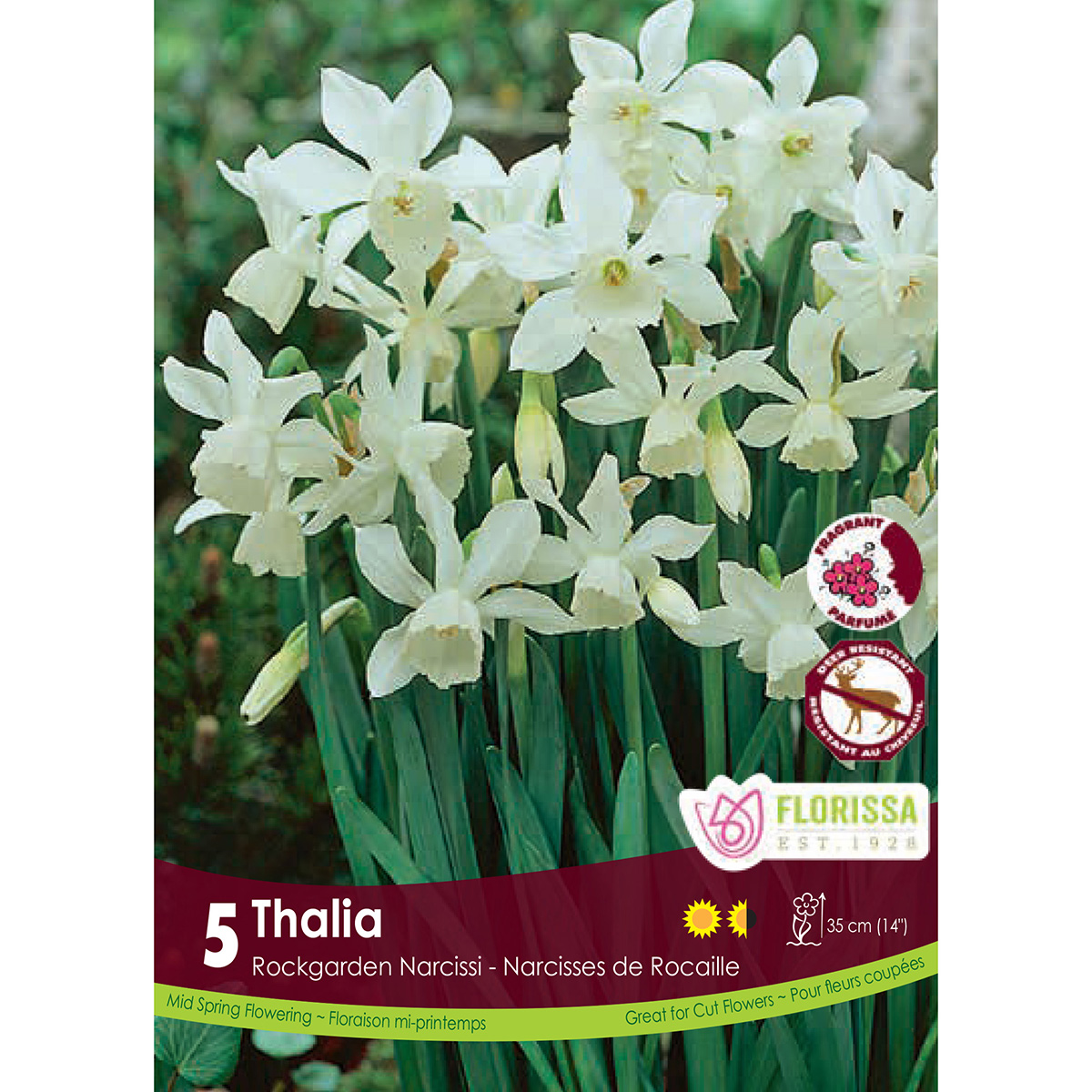 Narcissus 'Thalia' Bulbs 5PK