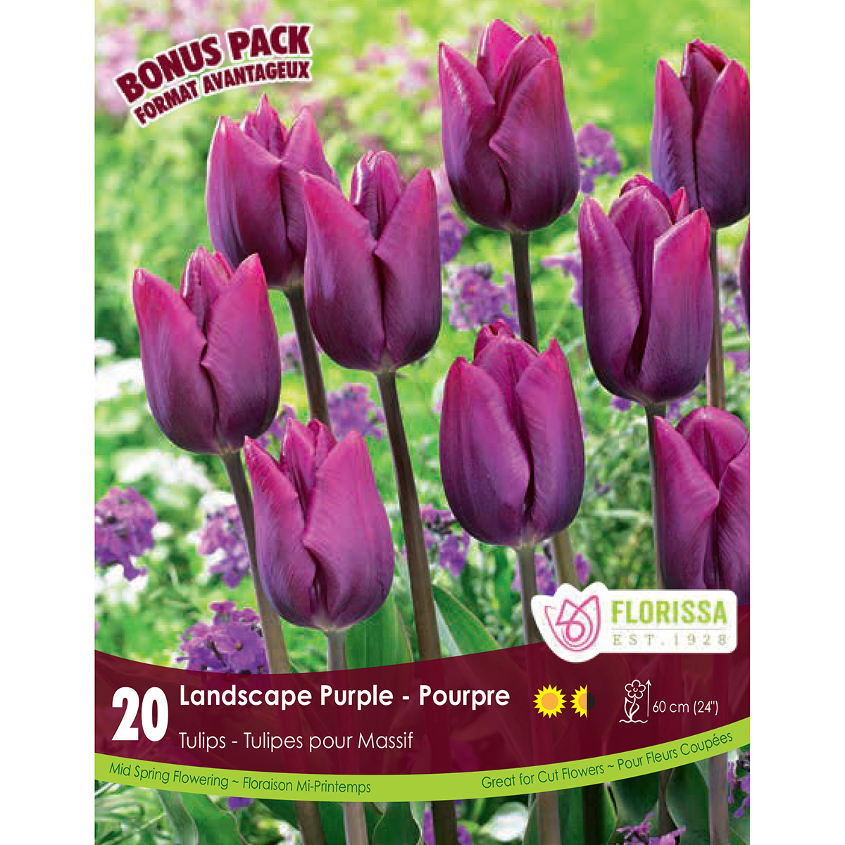 Tulipa 'Landscape Purple' Bulbs 20PK