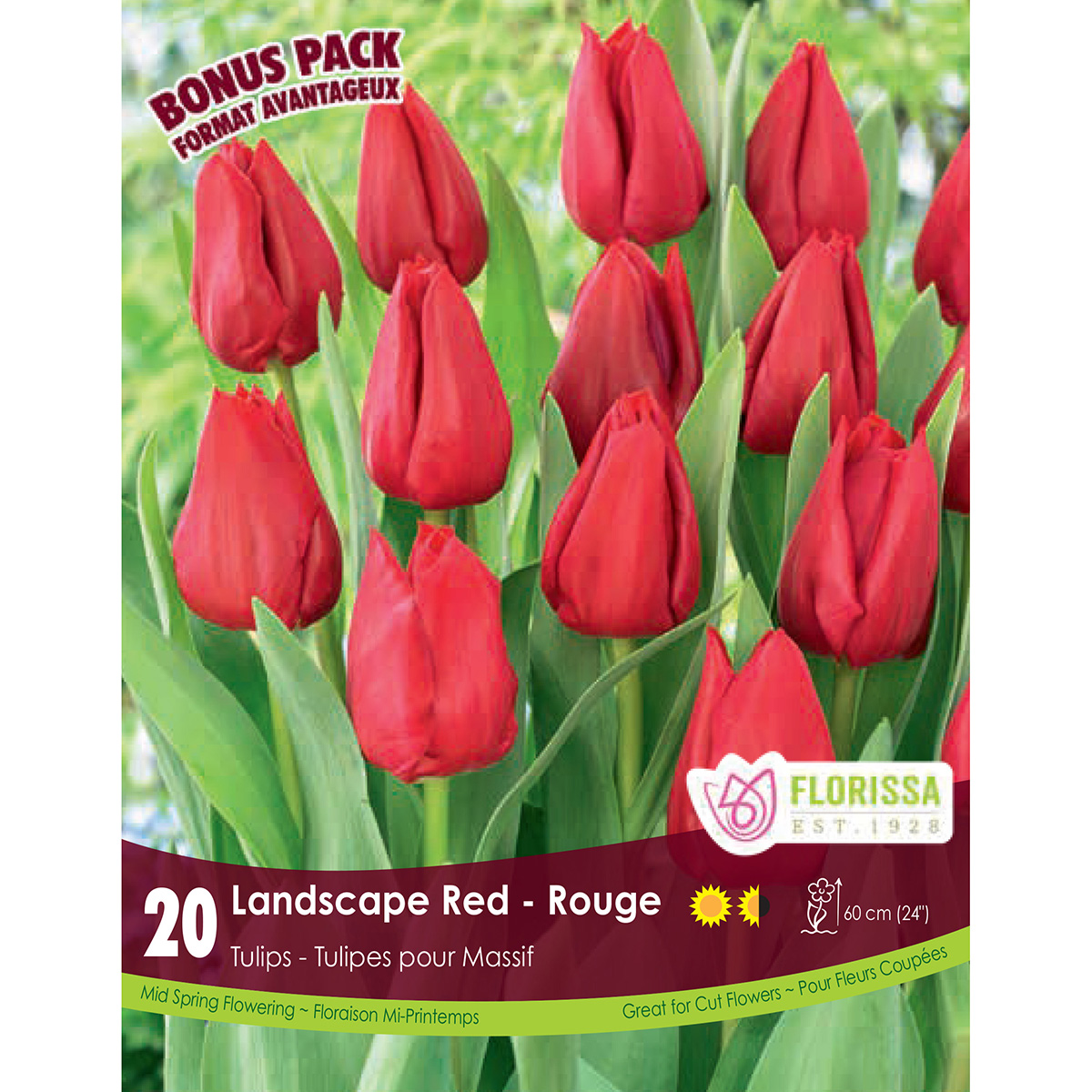 Tulipa 'Landscape Red' Bulbs 20PK