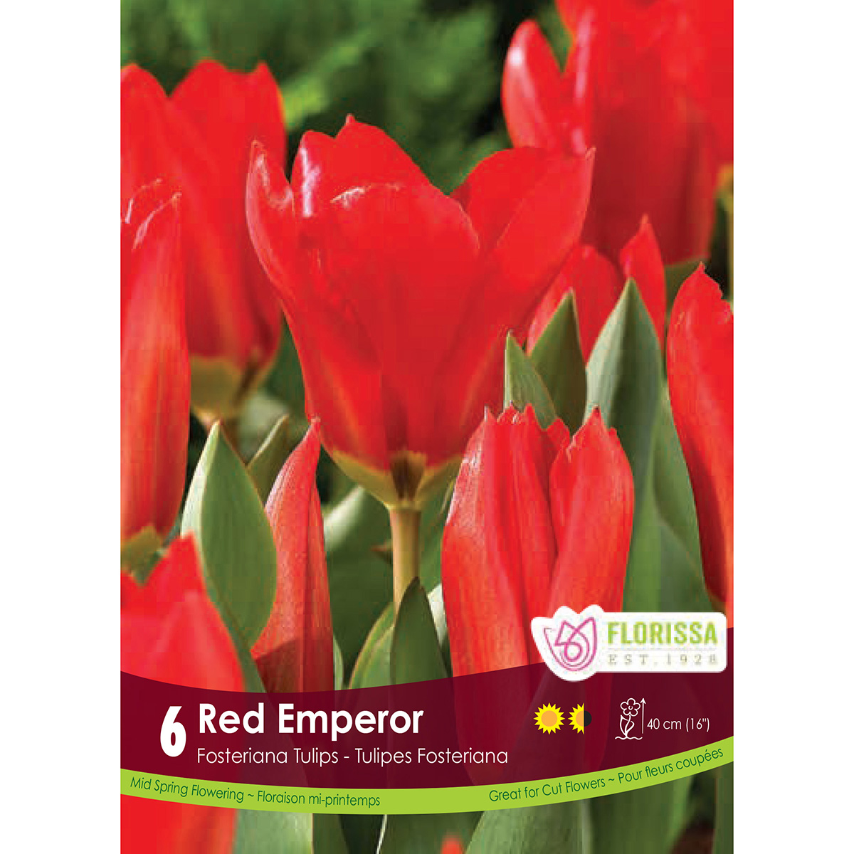 Tulipa 'Red Emperor' Bulbs