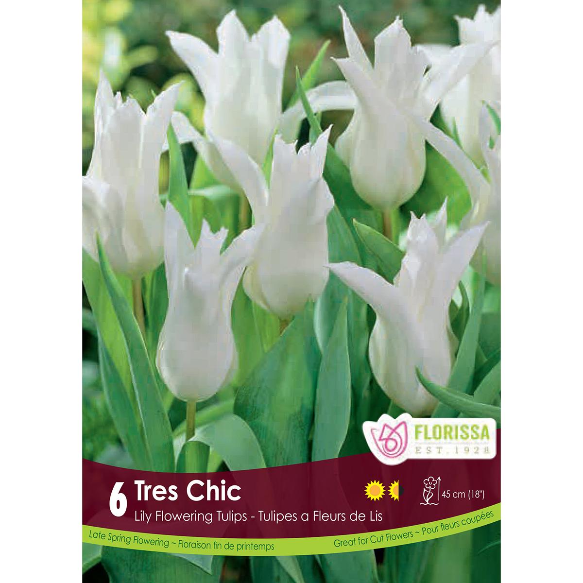 Tulipa 'Tres Chic' Bulbs