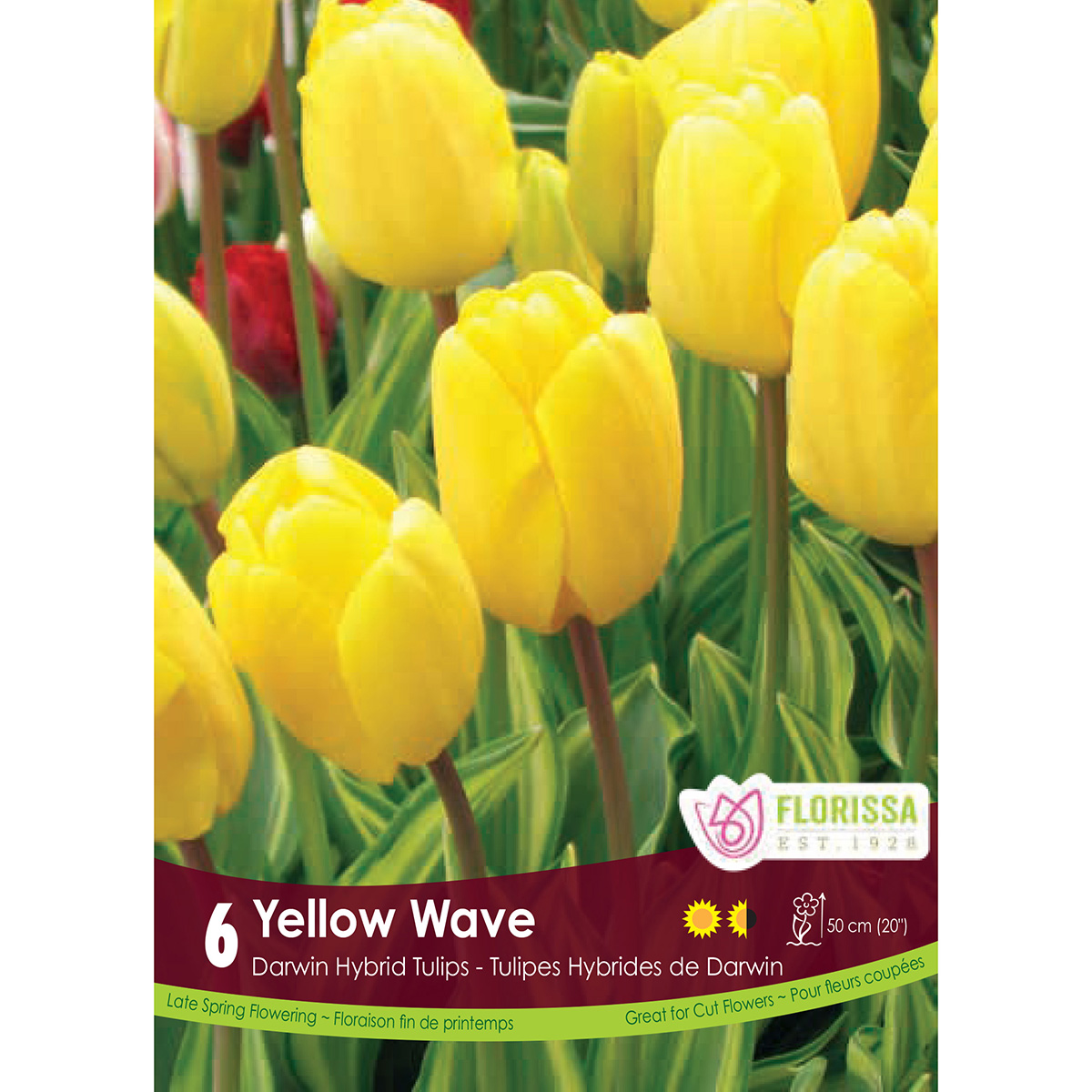Tulipa 'Yellow Wave' Bulbs