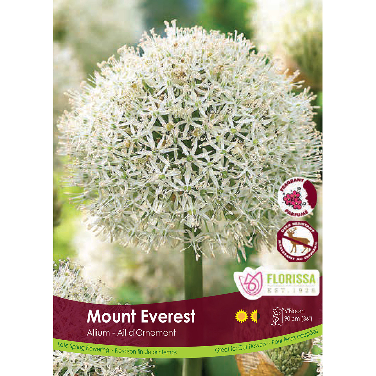 Allium 'Mount Everest'