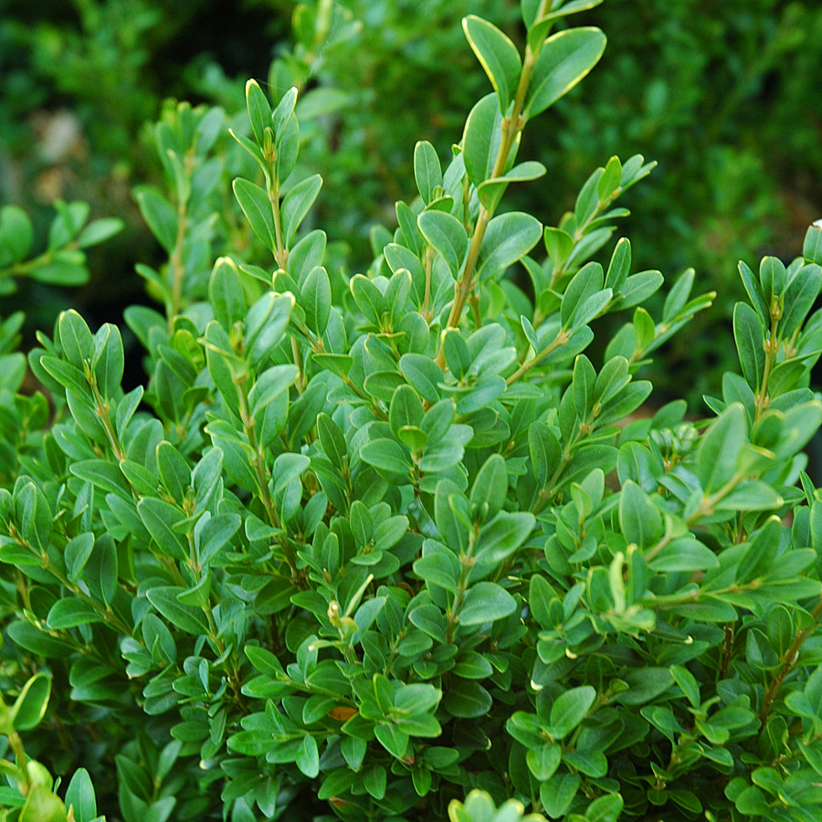 Buxus sempervirens 'Green Velvet'- STD