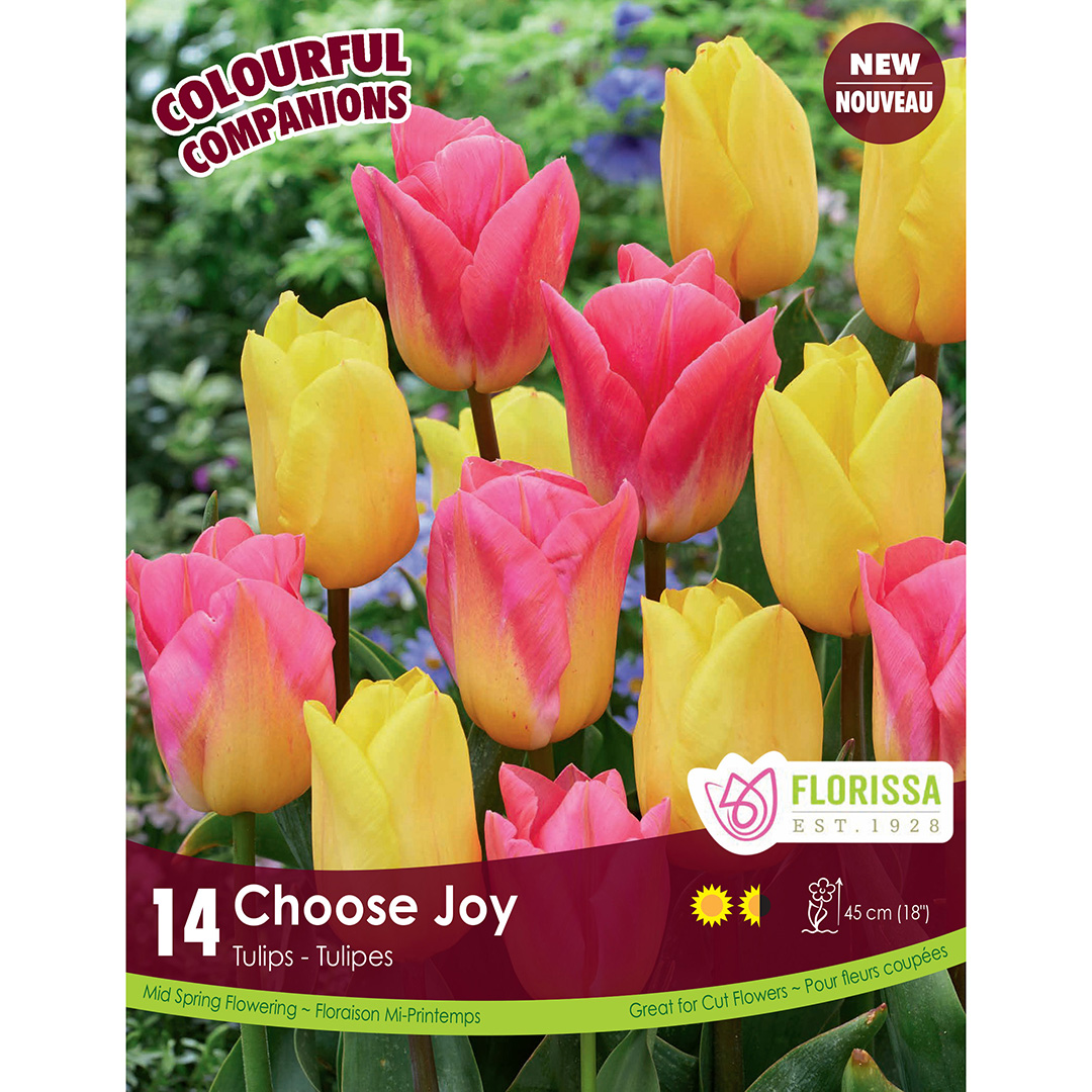 Colorful Companions 'Choose Joy' 12PK 