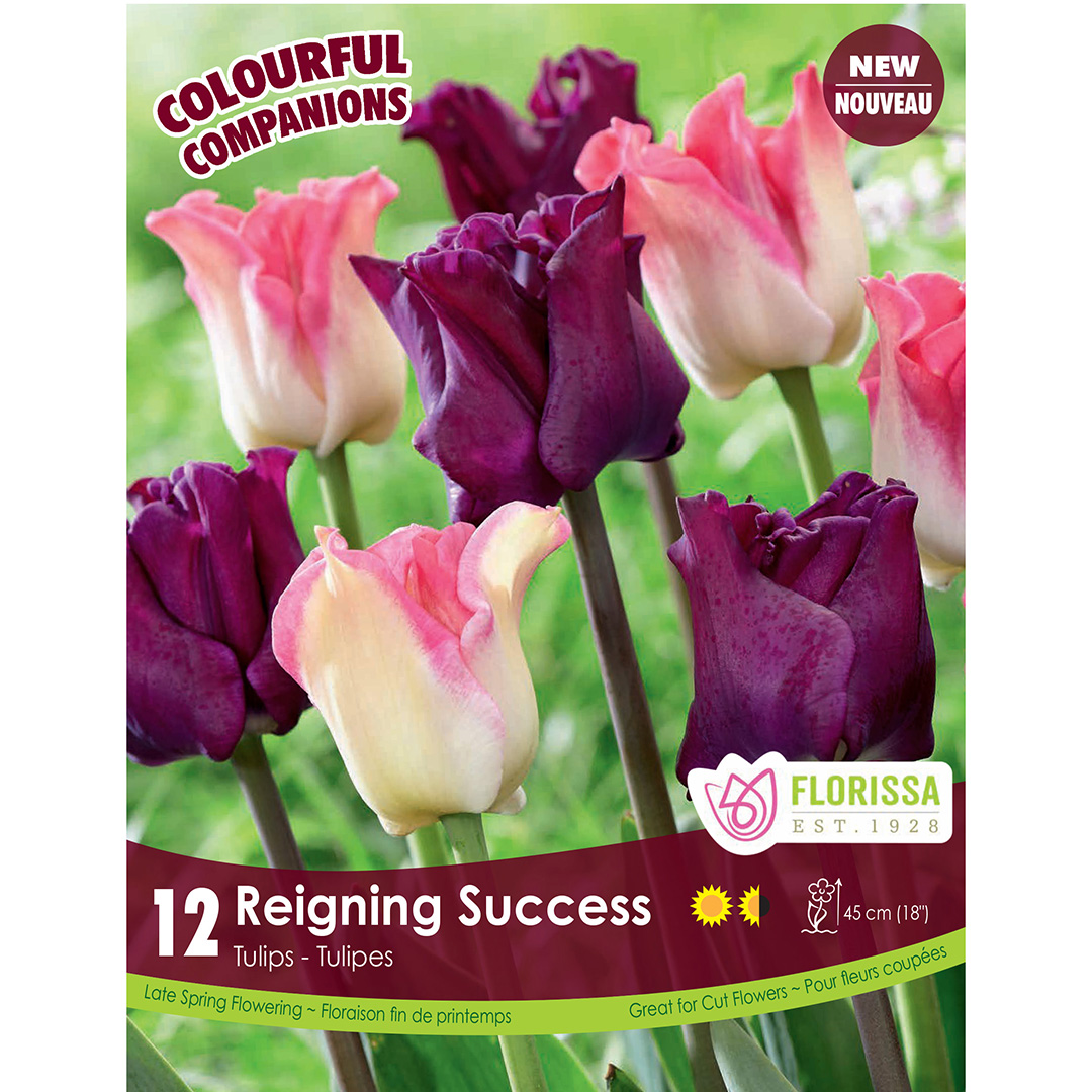 Colorful Companions 'Reigning Success' 12PK  