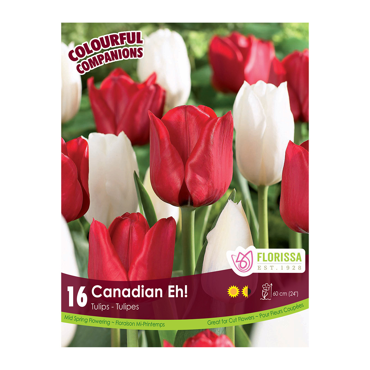 Colourful Companions Tulipa 'Canadian Eh!' Bulbs