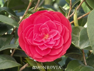 Camellia japonica 'Elsie Jury'