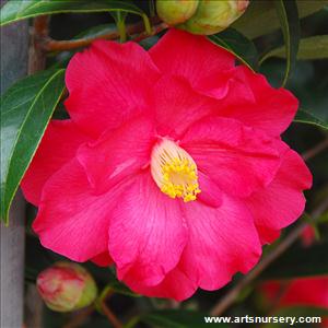 Camellia x 'Coral Delight'