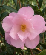Camellia wil. 'Taylor's Perfection' 