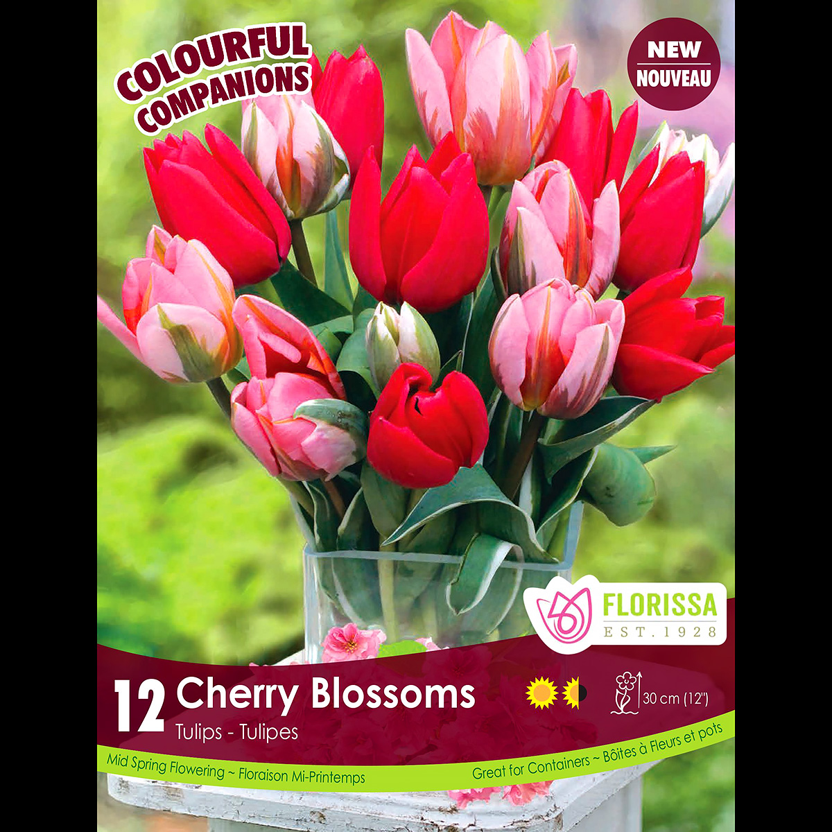 Colorful Companions Tulipa 'Cherry Blossoms'  12PK 