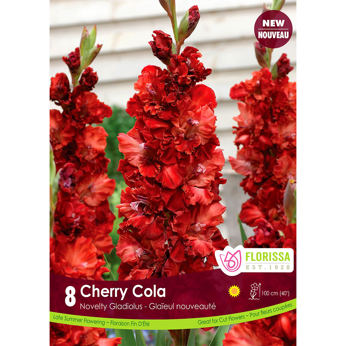 Gladiolus 'Cherry Cola' Bulbs 