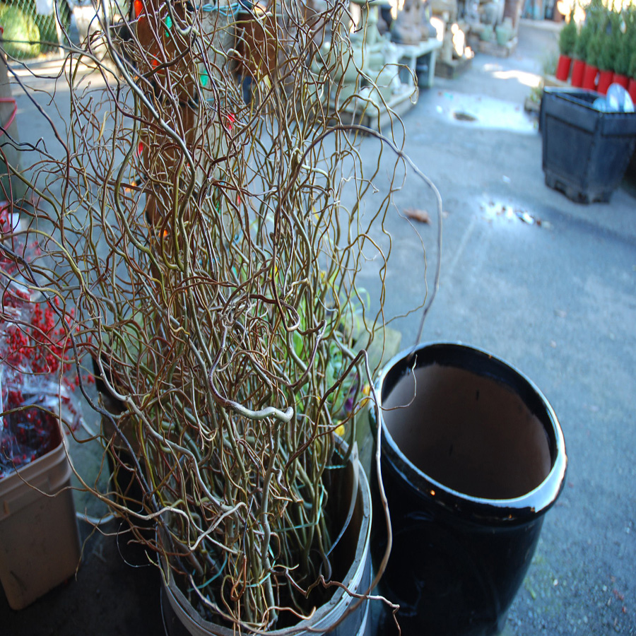 cut stems -- Salix Matsudana Contorta