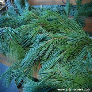 Christmas Greens White Pine
