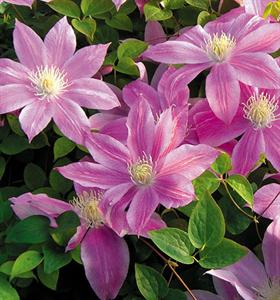 Clematis 'C.W. Dowman'