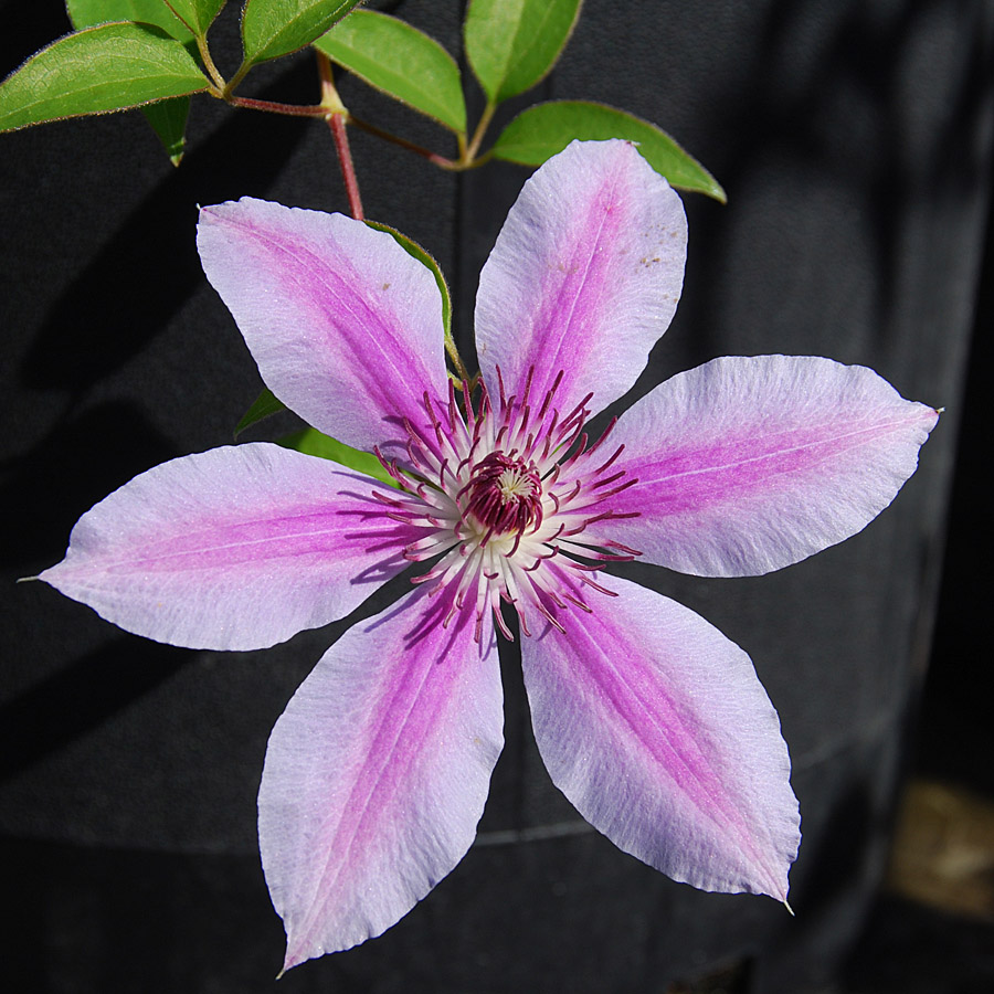 Clematis x 'Nelly Moser'