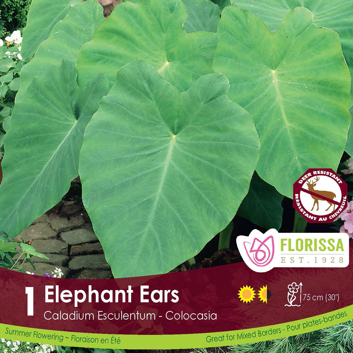 Colocasia Bulbs 'Elephant Ears'