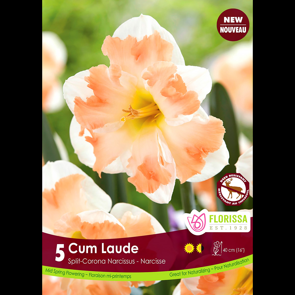 Narcissus 'Cum Laude' Bulbs 5PK