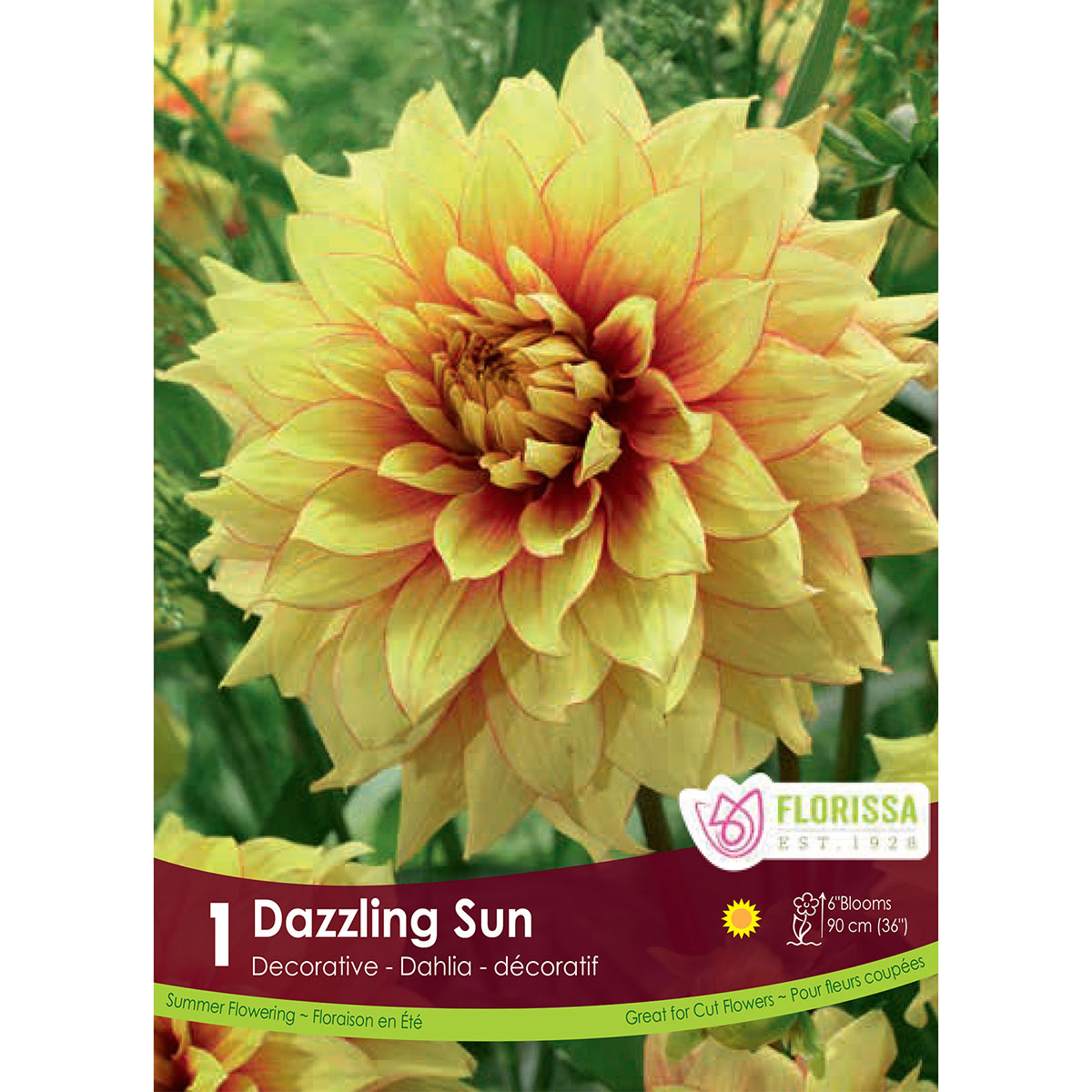 Dahlia 'Dazzling Sun' Tuber