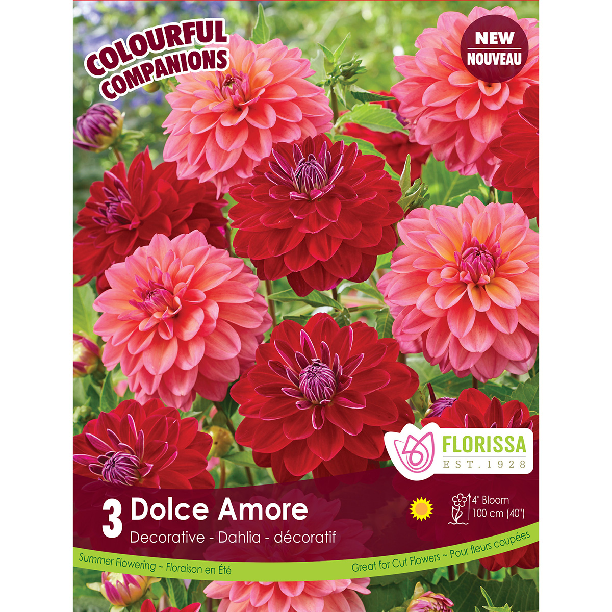 Colorful Companions 'Dolce Amore' Dahlia Tubers