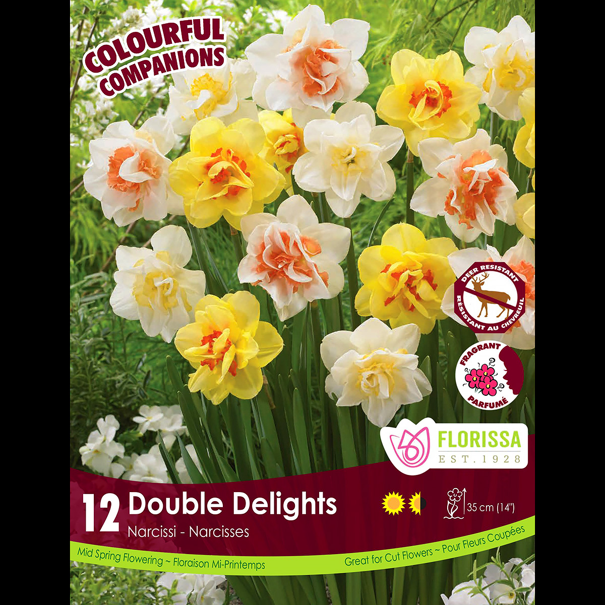Colorful Companions Narcissus 'Double Delights' 12PK 