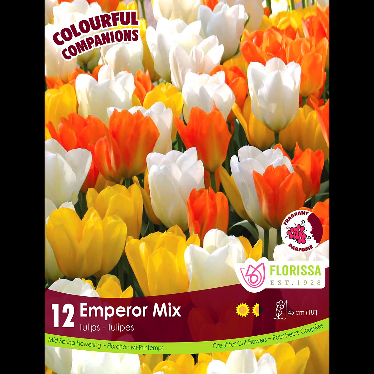 Tulipa Fosteriana 'Emperor Mix'