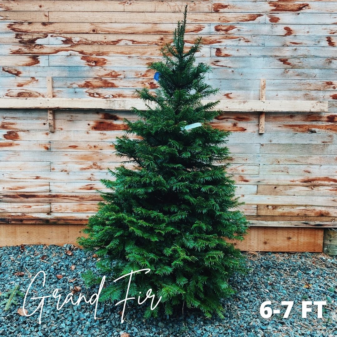 CUT Christmas Tree - Grand Fir 6-7ft